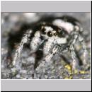 Salticus scenicus - Springspinne 08.jpg